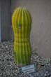 Razstava kaktusov - Cactaceae - Isolatocereus dumortieri 