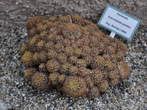 Razstava kaktusov - Cactaceae - Sulcorebutia candiae 