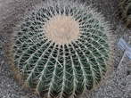 Razstava kaktusov - Cactaceae - Echinocactus grusonni 