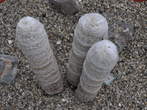 Razstava kaktusov - Cactaceae - Espostoa melanostele 