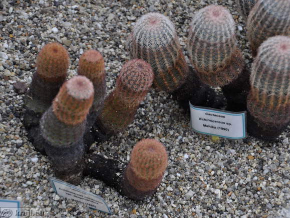 Cactaceae - Echinocereus