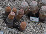 Razstava kaktusov - Cactaceae - Echinocereus 