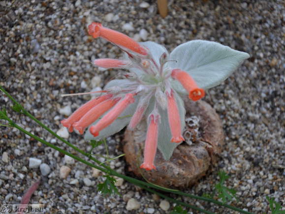 Gesneriaceae - Rechsteineria leucotricha