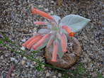 Razstava kaktusov - Gesneriaceae - Rechsteineria leucotricha 