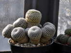 Razstava kaktusov - Cactaceae - Rebutia senilis 
