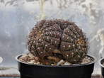 Razstava kaktusov - Cactaceae - Gymnocalycium asterias var. paucispinum 