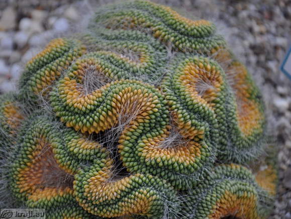 Cactaceae - Mammillaria