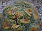 Razstava kaktusov - Cactaceae - Mammillaria 