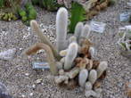 Razstava kaktusov - Cactaceae - Cleistocactus strausii 