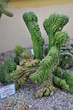 Razstava kaktusov - Cactaceae - Trichocereus pachanoi fo. cristata 