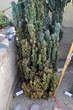 Razstava kaktusov - Cactaceae - Cereus peruvianus fo. monstruosas 