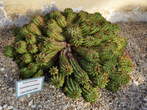 Razstava kaktusov - Euphorbiaceae - Euphorbia susannae 