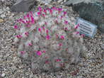 Razstava kaktusov - Cactaceae - Mammillaria laui 