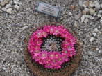 Razstava kaktusov - Cactaceae - Mammillaria multiseta 