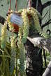 Razstava kaktusov - Crassulaceae - Sedum burrito 