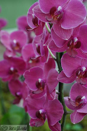 Orhideje