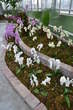 Razstava orhidej - Arboretum Volčji Potok - Orhideje 