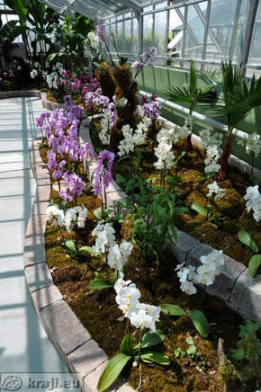 Steklenjak - Razstava orhidej