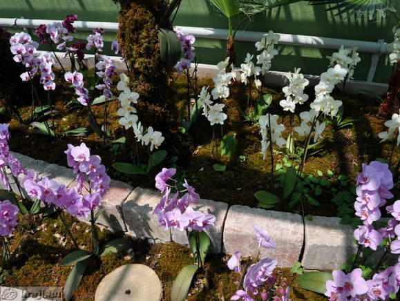 Razstava orhidej v Arboretumu