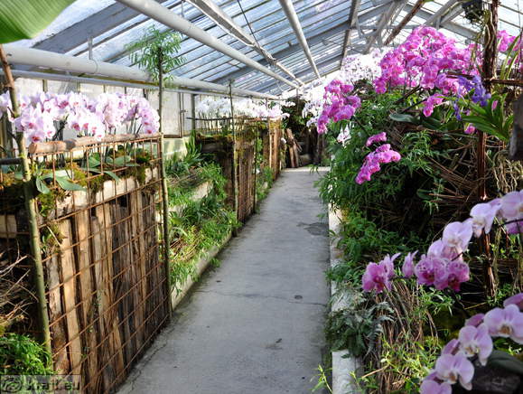 Arboretum - Razstava orhidej
