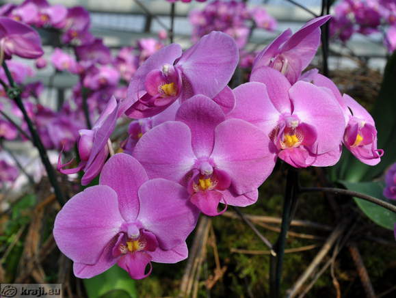 Orhideje