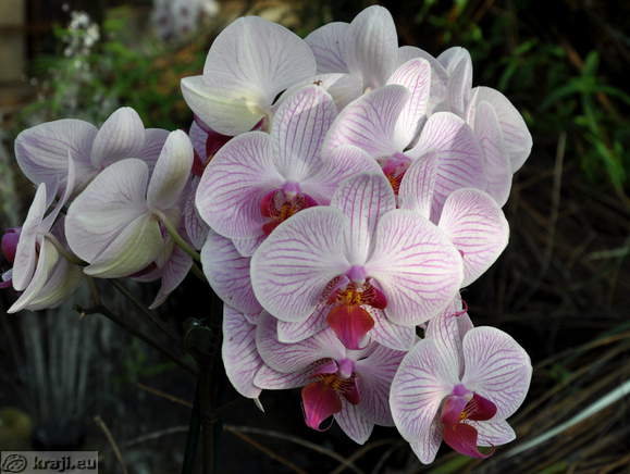 Orhideje
