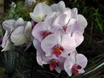 Razstava orhidej - Orhideje 