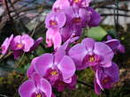 Razstava orhidej - Cvetovi orhidej 