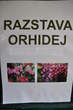 Razstava orhidej - Razstava orhidej 