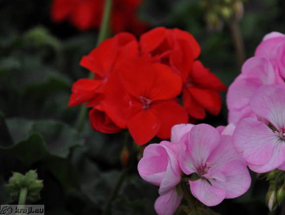 Arboretum - Vrtni center