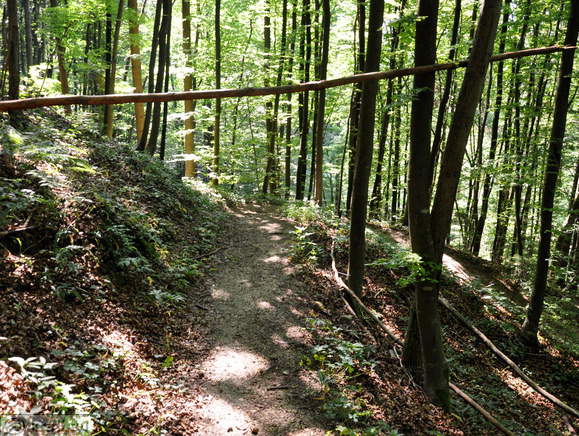 Path through the forest