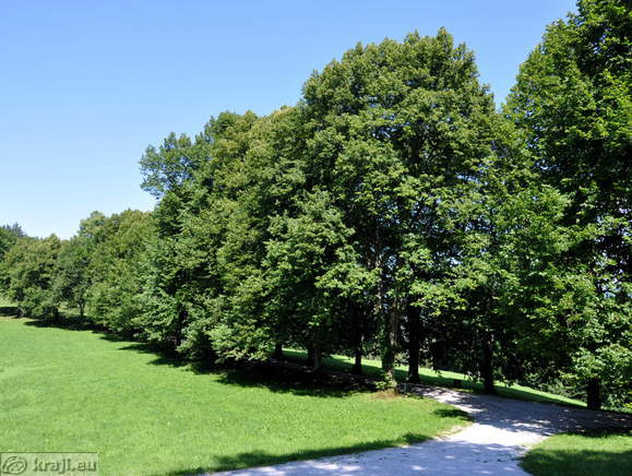 Drevored ob glavni promenadi Drevored ob glavni promenadi