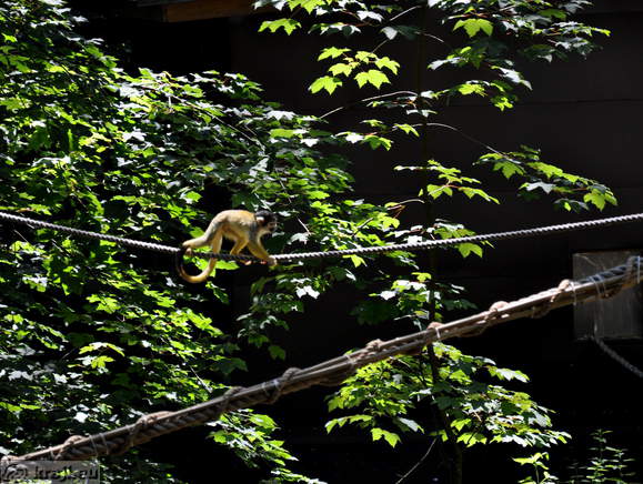 Ljubljana - Zivalski vrt (Zoo)