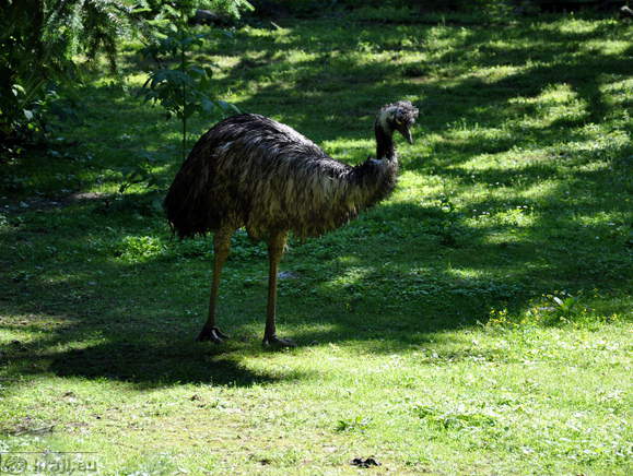 Ljubljana - Zivalski vrt (Zoo)