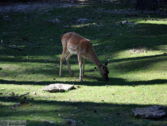Ljubljana - Zivalski vrt (Zoo)