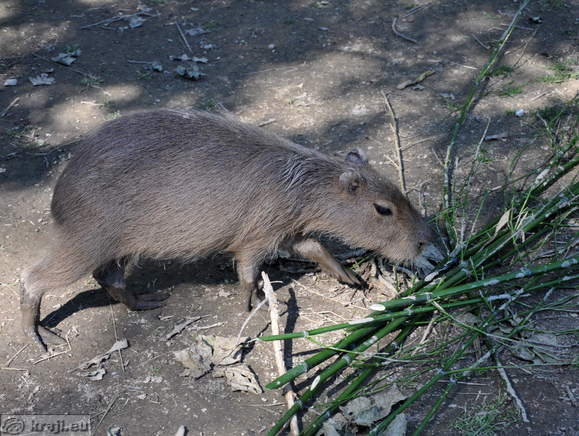 Ljubljana - Zivalski vrt (Zoo)