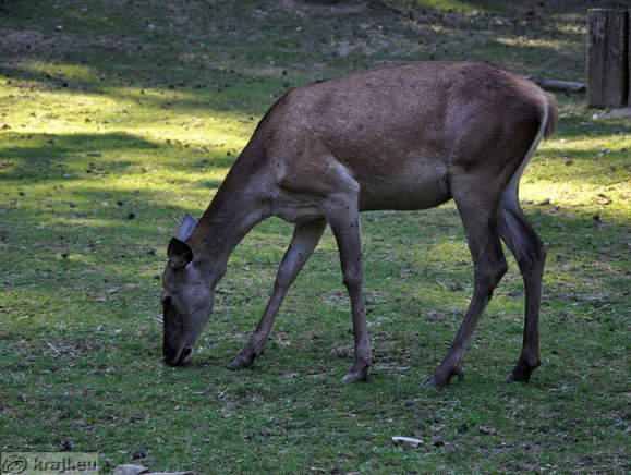 Ljubljana - Zivalski vrt (Zoo)
