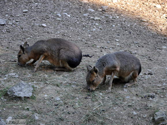 Ljubljana - Zivalski vrt (Zoo)