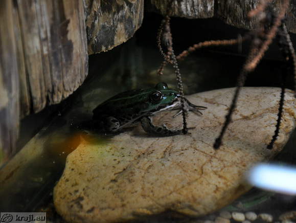 Zivalski vrt (Zoo) - Vivarium