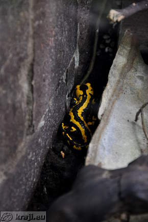 Zivalski vrt (Zoo) - Vivarium