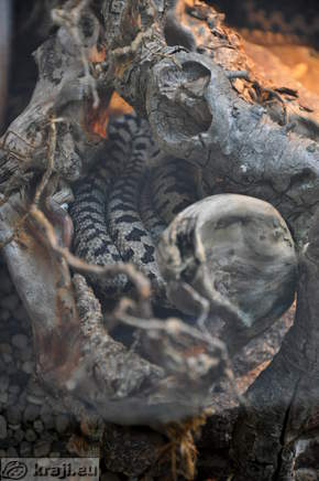 Zivalski vrt (Zoo) - Vivarium