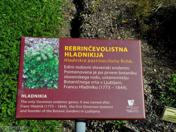 Information board - Hladnikia pastinacifolia Rchb.
