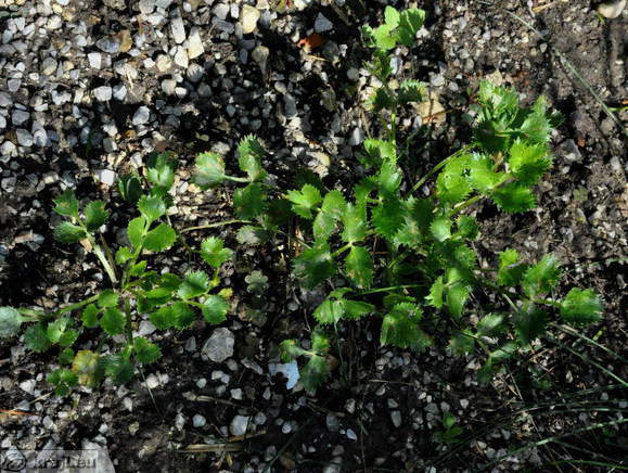 Hladnikia - The only Slovenian endemic genus