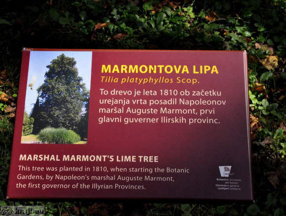 Information board - Marshal Marmont's Lime Tree
