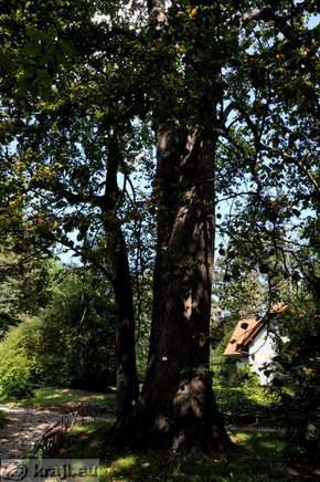 Marshal Marmont's Lime Tree