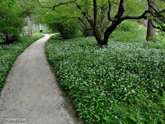Trail in Botanical Garden