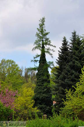 European larch - Larix decidua