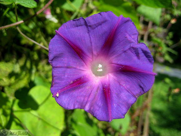 Cypress vine, Cypressvine morning glory, Cardinal creeper - Ipomoea quamoclit