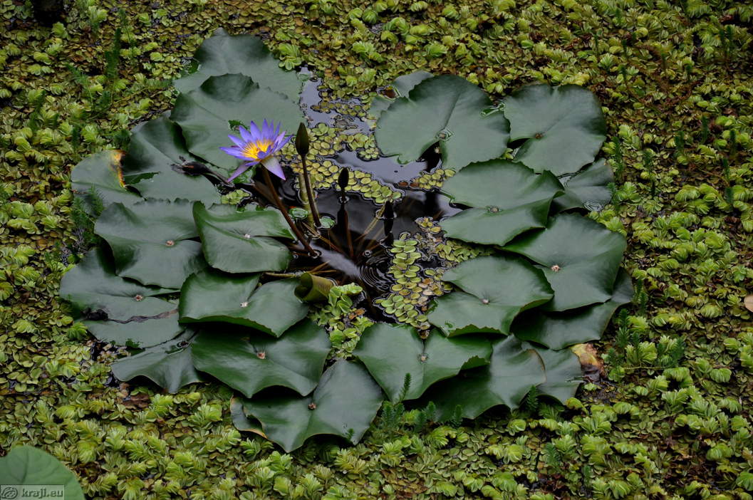 Botanischer Garten - Tropengewächshaus