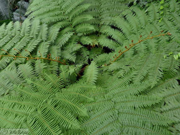 Ferns